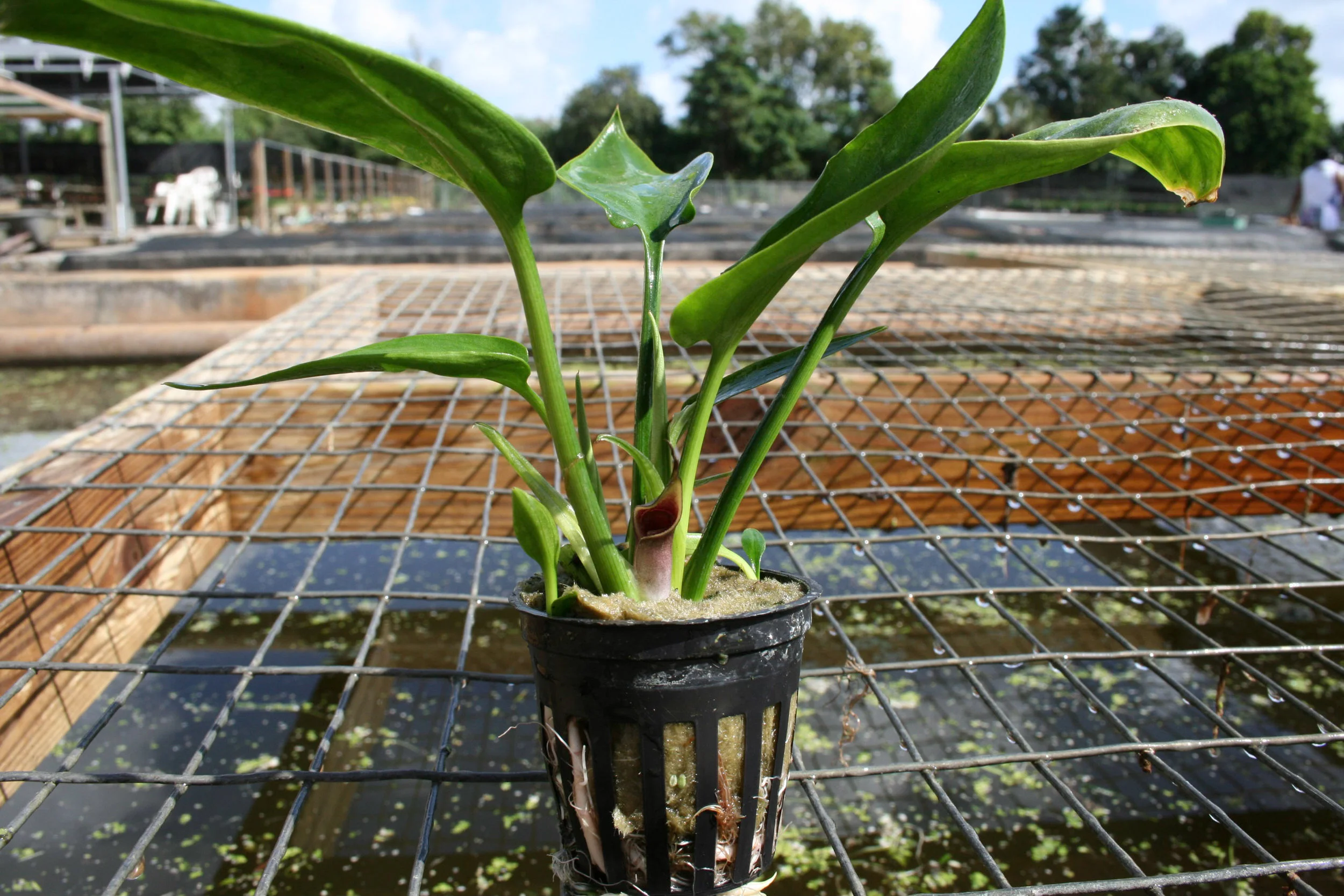 Cryptocoryne moehlmannii — Florida Aquatic Nurseries